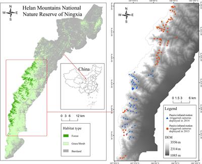 Coexistence mechanisms of sympatric ungulates: Behavioral and physiological adaptations of blue sheep (Pseudois nayaur) and red deer (Cervus elaphus alxaicus) in Helan Mountains, China